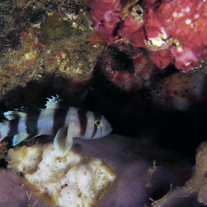 Priolepis nocturna
