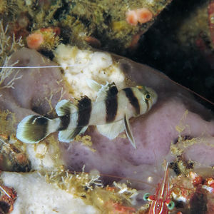 Priolepis nocturna