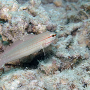 Amblygobius decussatus