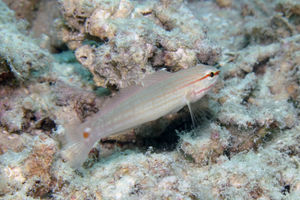 Amblygobius decussatus