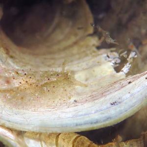 Phyllaplysia lafonti