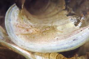 Phyllaplysia lafonti