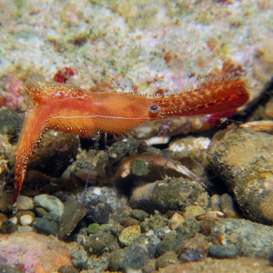 Leander plumosus