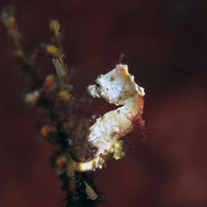 Hippocampus pontohi