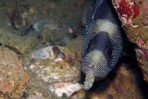 Pogonoperca punctata