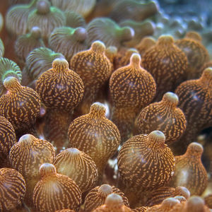 Entacmaea quadricolor