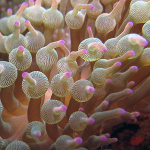 Entacmaea quadricolor