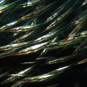 Aeoliscus strigatus