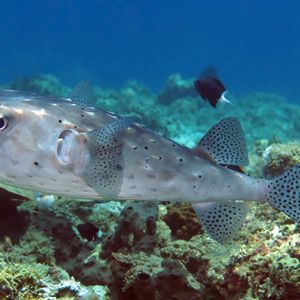 Chilomycterus reticulatus