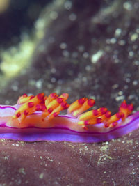 红纹扇羽海蛞蝓