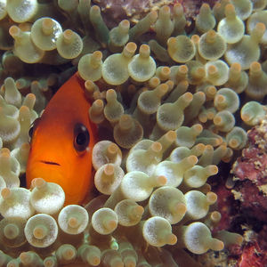 Amphiprion ephippium