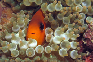 Amphiprion ephippium