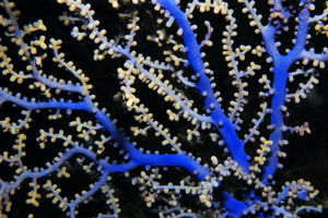 Alcyonacea