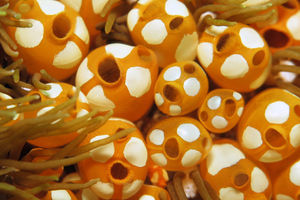 Pycnoclavella diminuta