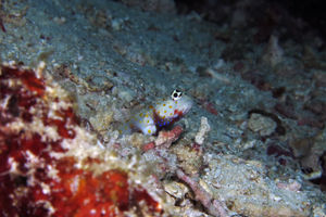 Amblyeleotris guttata