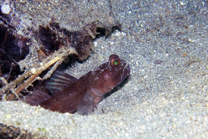 Cryptocentrus fasciatus