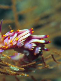 西宝背鰓海蛞蝓