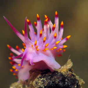 Trinchesia sibogae