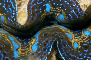 Tridacna maxima