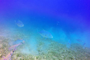 Carangoides fulvoguttatus