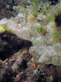 结节枝鰓海蛞蝓