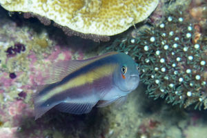 Pseudochromis bitaeniatus