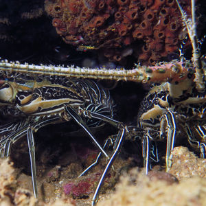 Panulirus versicolor