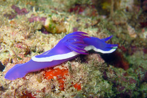 Hypselodoris violacea