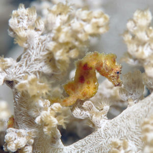 Hippocampus waleananus