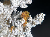 华伦氏豆丁海马