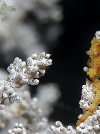 华伦氏豆丁海马