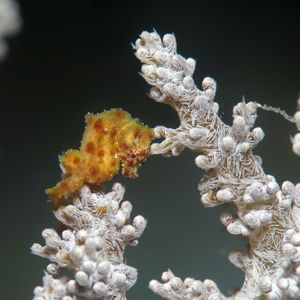 Hippocampus waleananus
