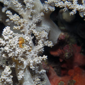 Hippocampus waleananus