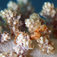 华伦氏豆丁海马