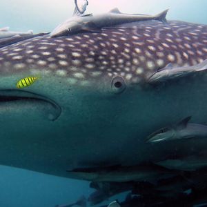 Rhincodon typus