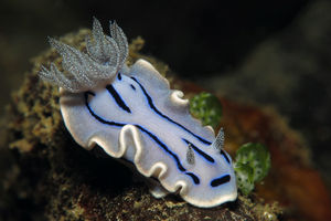 Chromodoris willani