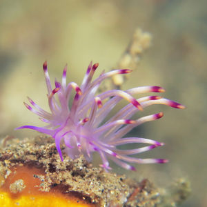 Coryphellina lotos 印度尼西亚 Indonesia , 安汶 Ambon @LazyDiving.com 潜水时光