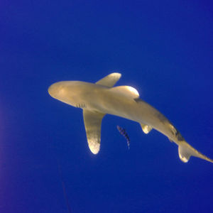 Carcharhinus longimanus 埃及 Egypt , 赫尔加达 Hurghada @LazyDiving.com 潜水时光