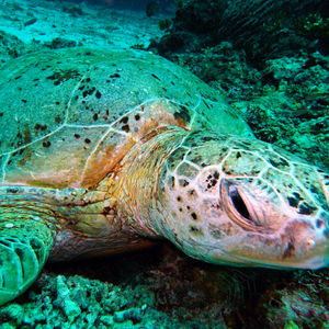 Chelonia mydas 马来西亚 Malaysia , 诗巴丹 Sipadan @LazyDiving.com 潜水时光