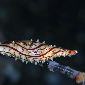 Phenacovolva subreflexa 印度尼西亚 Indonesia , 巴厘岛 Bali , 图蓝本 Tulamben @LazyDiving.com 潜水时光