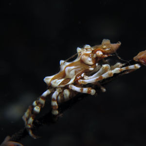 Xenocarcinus tuberculatus 印度尼西亚 Indonesia , 巴厘岛 Bali , 图蓝本 Tulamben @LazyDiving.com 潜水时光