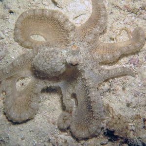Abdopus aculeatus 印��度尼西亚 Indonesia , 海神湾 Triton Bay @LazyDiving.com 潜水时光