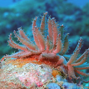Phyllodesmium crypticum Phyllodesmium crypticum 印度尼西亚 Indonesia , 马鲁古 Maluku , 安汶 Ambon @LazyDiving.com 潜水时光