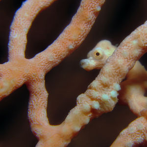 Hippocampus denise 印度尼西亚 Indonesia , 海神湾 Triton Bay @LazyDiving.com 潜水时光