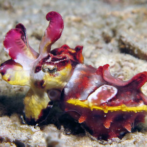 Metasepia pfefferi 印度尼西亚 Indonesia , 海神湾 Triton Bay @LazyDiving.com 潜水时光