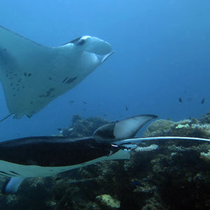 Mobula alfredi 马尔代夫 Maldives @LazyDiving.com 潜水时光