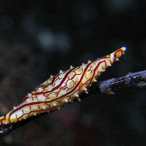 Phenacovolva subreflexa 印度尼西亚 Indonesia , 巴厘岛 Bali , 图蓝本 Tulamben @LazyDiving.com 潜水时光