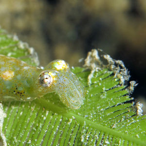 Idiosepius pygmaeus 中苏拉威西 Central Sulawesi , 栋加拉 Donggala @LazyDiving.com 潜水时光