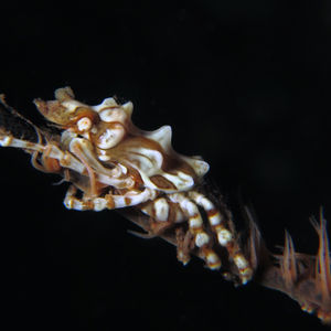 Xenocarcinus tuberculatus 印度尼西亚 Indonesia , 巴��厘岛 Bali , 图蓝本 Tulamben @LazyDiving.com 潜水时光