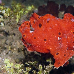 Antennarius pictus Antennarius pictus 印度尼西亚 Indonesia , 马鲁古 Maluku , 安汶 Ambon @LazyDiving.com 潜水时光